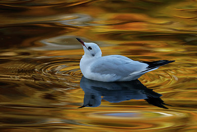 BUITEN BEELD Foto: 283599