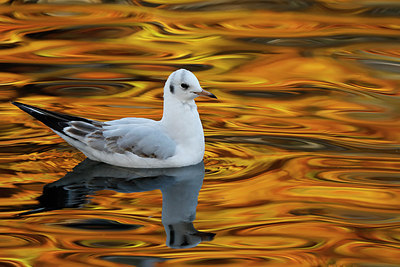 BUITEN BEELD Foto: 283603