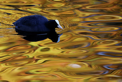 BUITEN BEELD Foto: 283609