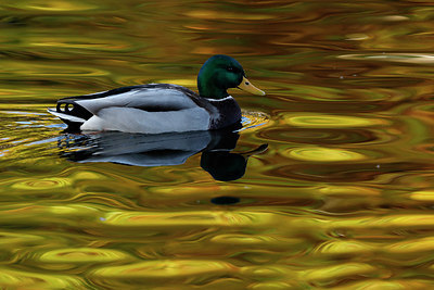 BUITEN BEELD Foto: 283611