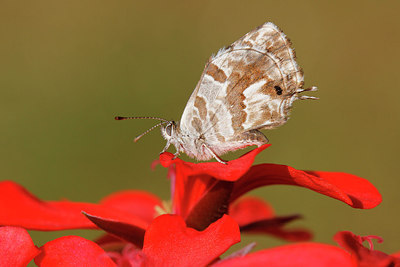 BUITEN BEELD Foto: 283618