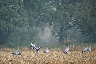 BUITEN BEELD Foto: 283632