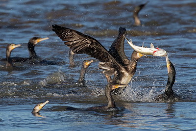 BUITEN BEELD Foto: 283687