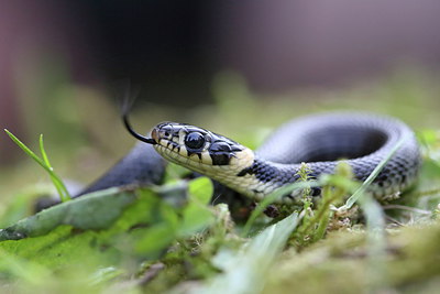 BUITEN BEELD Foto: 283696