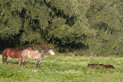 BUITEN BEELD Foto: 283699