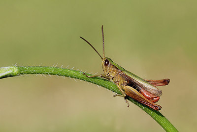 BUITEN BEELD Foto: 283706