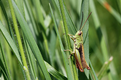 BUITEN BEELD Foto: 283707