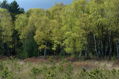 BUITEN BEELD Foto: 283742