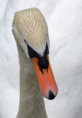 BUITEN BEELD Foto: 283769