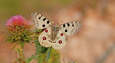 BUITEN BEELD Foto: 283784