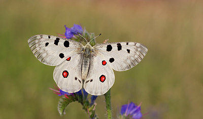 BUITEN BEELD Foto: 283786