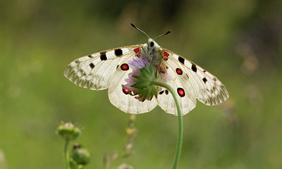 BUITEN BEELD Foto: 283787