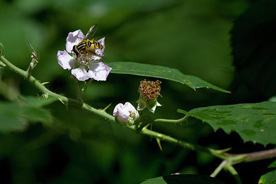 BUITEN BEELD Foto: 283794