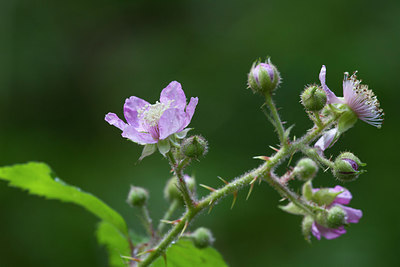 BUITEN BEELD Foto: 283798