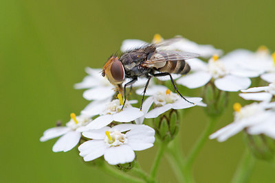 BUITEN BEELD Foto: 283809