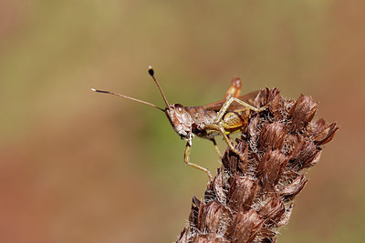BUITEN BEELD Foto: 283816