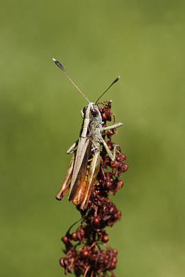 BUITEN BEELD Foto: 283818