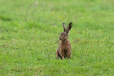BUITEN BEELD Foto: 283825