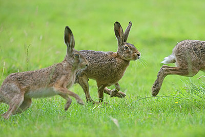 BUITEN BEELD Foto: 283829