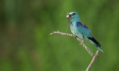 BUITEN BEELD Foto: 283843
