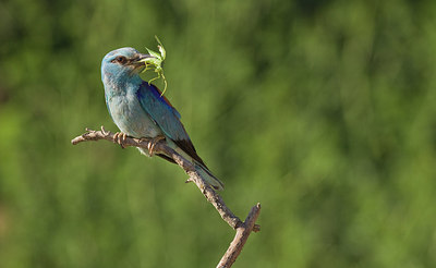 BUITEN BEELD Foto: 283844