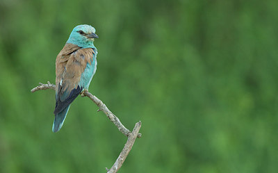 BUITEN BEELD Foto: 283847