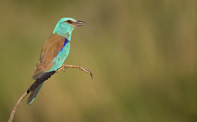 BUITEN BEELD Foto: 283849