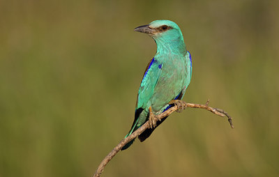 BUITEN BEELD Foto: 283850
