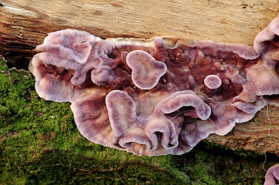 BUITEN BEELD Foto: 283882