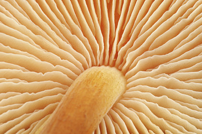 BUITEN BEELD Foto: 283883