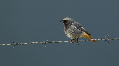 BUITEN BEELD Foto: 283926