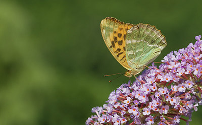 BUITEN BEELD Foto: 283930