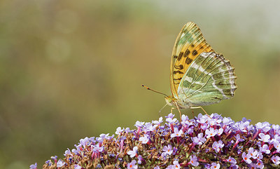 BUITEN BEELD Foto: 283931