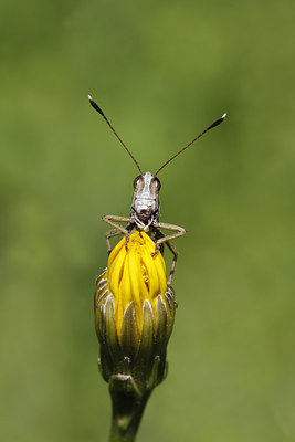 BUITEN BEELD Foto: 283956