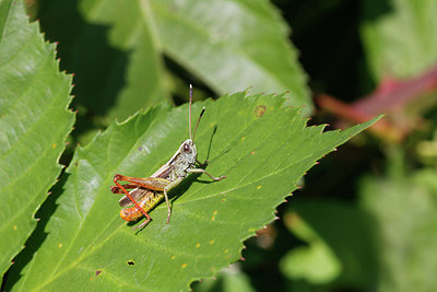 BUITEN BEELD Foto: 283957