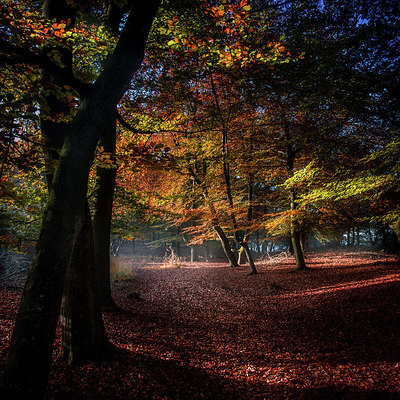 BUITEN BEELD Foto: 283958