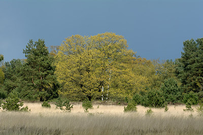 BUITEN BEELD Foto: 284011