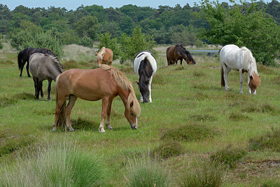 BUITEN BEELD Foto: 284016