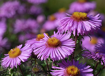 BUITEN BEELD Foto: 284030