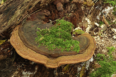 BUITEN BEELD Foto: 284039