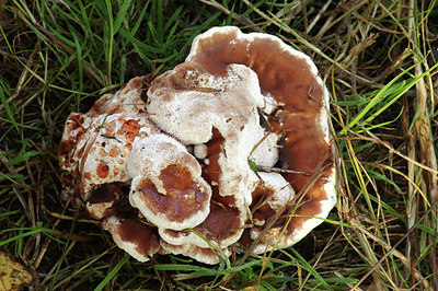 BUITEN BEELD Foto: 284040