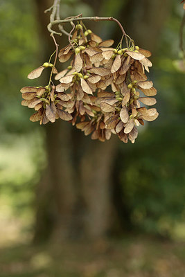BUITEN BEELD Foto: 284061