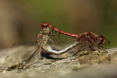 BUITEN BEELD Foto: 284088