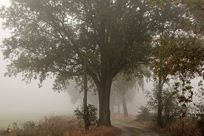BUITEN BEELD Foto: 284089