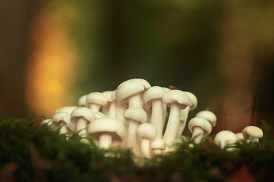 BUITEN BEELD Foto: 284104