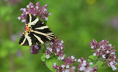 BUITEN BEELD Foto: 284131