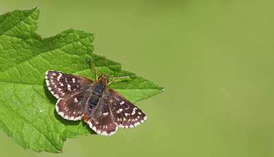 BUITEN BEELD Foto: 284134