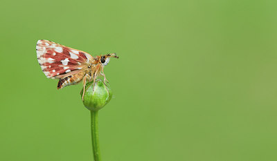 BUITEN BEELD Foto: 284135