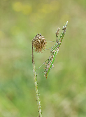 BUITEN BEELD Foto: 284138