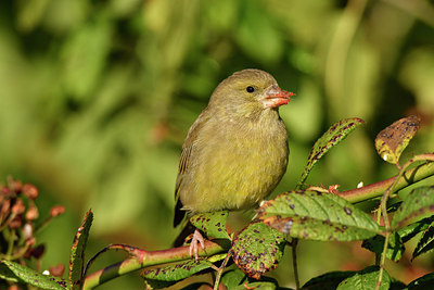 BUITEN BEELD Foto: 284167